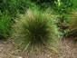 Stipa tenuissima - small image 4