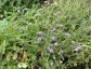 Succisella 'Frosted Pearls' - small image 4
