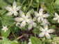 Swertia bimaculata - small image 4