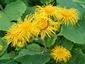 Telekia speciosa - small image 4