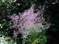 Thalictrum delavayi - small image 4
