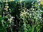 Thalictrum delavayi 'Album' - small image 4