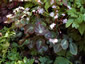 Thalictrum ichangengse - small image 4