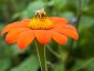 Tithonia rotundifolia - small image 4