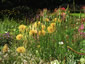 Tragopogon crocifolius - small image 4