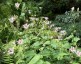 Tricyrtis hirta - small image 4