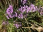Tulbaghia violacea - small image 4