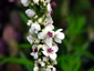 Verbascum chaixii 'Album' - small image 4