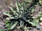 Verbascum phlomoides 'Spica' - small image 4