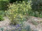 Verbascum roripifolium - small image 4