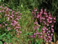 Verbena hastata 'Rosea' - small image 4
