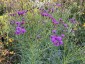 Vernonia lettermannii - small image 4