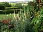 Veronicastrum virginicum 'Album' - small image 4