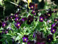 Viola 'Bowle's Black' - small image 4