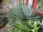 Yucca rostrata - small image 4