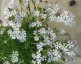 Zaluzianskya capensis - small image 4