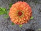 Zinnia elegans 'Queen Lime Orange' - small image 4