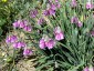 Allium insubricum AGM - small image 5
