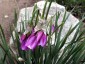 Allium narcissiflorum - small image 5