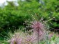 Allium schubertii - small image 5