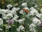 Allium tuberosum - small image 5