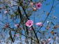 Althaea cannabina - small image 5