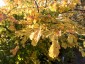 Amelanchier canadensis - small image 5