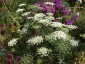 Ammi majus - small image 5