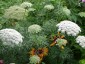 Ammi visnaga - small image 5