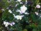 Anemone hupehensis ssp. hupehensis alba - small image 5