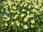 Anemone x lipsiensis 'Pallida' - small image 5