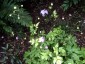 Anemonopsis macrophylla - small image 5