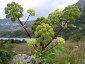 Angelica archangelica - small image 5