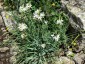 Anthericum liliago - small image 5