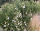 Anthericum ramosum - small image 5