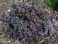 Anthriscus sylvestris 'Ravenswing' - small image 5