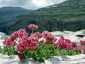 Anthyllis montana 'Rubra' AGM - small image 5