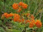 Asclepias tuberosa - small image 5