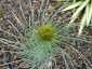 Asphodeline lutea - small image 5