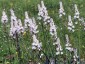 Asphodelus albus - small image 5