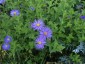 Aster frikartii 'Monch' - small image 5