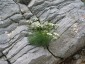 Athamanta turbith - small image 5