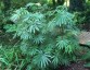 Begonia luxurians - small image 5