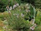 Berkheya purpurea - small image 5