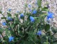Borago pygmaea - small image 5