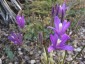 Brodiaea californica - small image 5