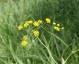 Bupleurum falcatum - small image 5