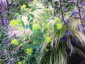Bupleurum griffithii - small image 5