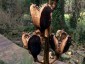 Cardiocrinum giganteum - small image 5