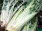 Cardoon - small image 5